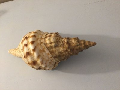 Two shells, Triton Charonia Tritonis