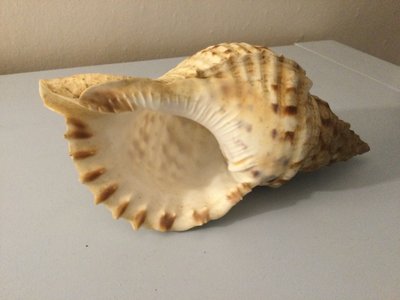 Two shells, Triton Charonia Tritonis