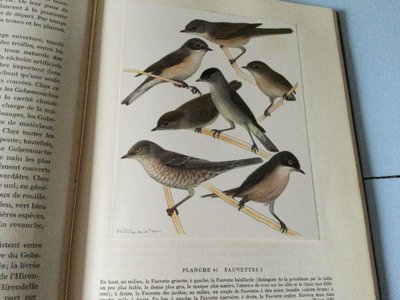 Due libri sugli uccelli