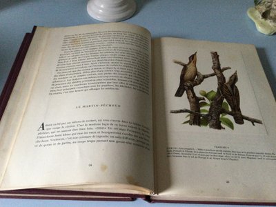 Due libri sugli uccelli