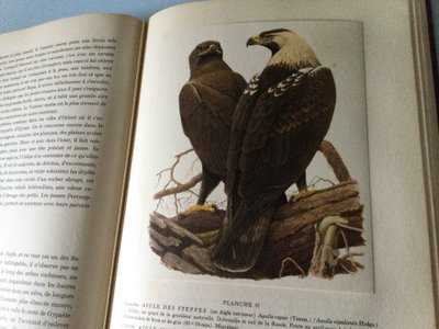 Due libri sugli uccelli