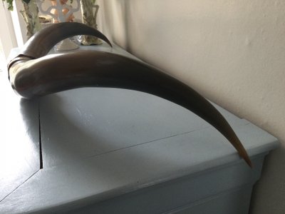 Paar Zebu-Hörner