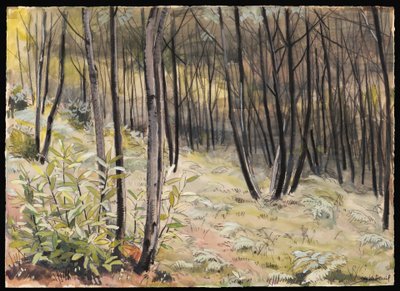 Marcelle Ladeuil, Undergrowth In A Birch Forest