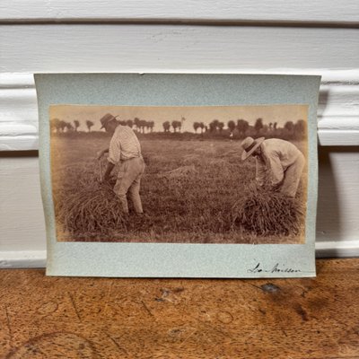 Foto all'albumina incollata su cartone raffigurante mietitori XIX secolo
