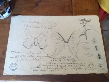 Drawing by René Hérisson