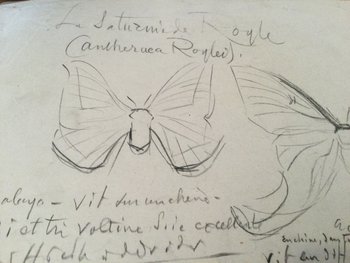 Drawing by René Hérisson