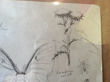 Drawing by René Hérisson