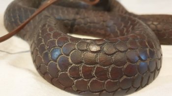 Cobra lamp circa 1930