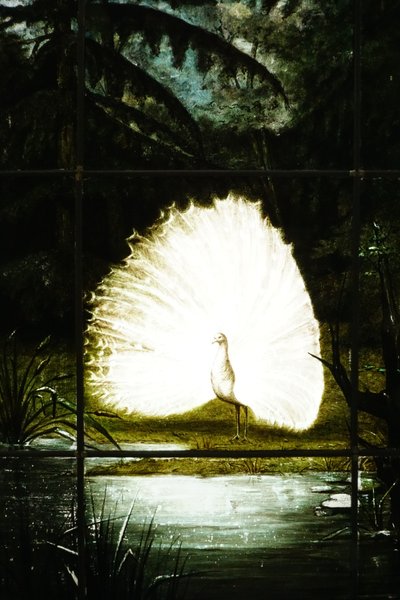 Vitrail - Vitraux - Paon clair-obscur