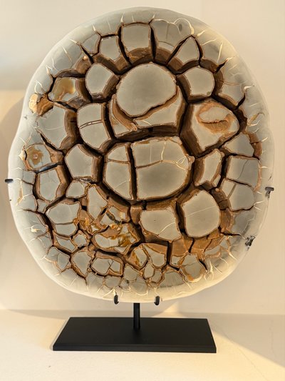Septaria Concretion
