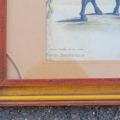 Suite of 6 framed animal engravings, 19th century