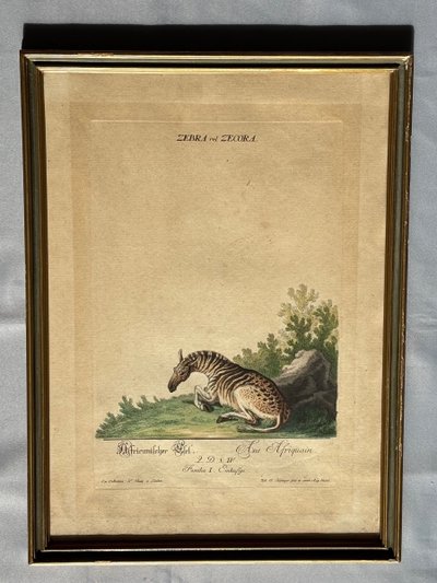 Incisione di Johann Elias RIDINGER < L> XVIII secolo 