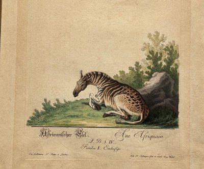 Incisione di Johann Elias RIDINGER < L> XVIII secolo 