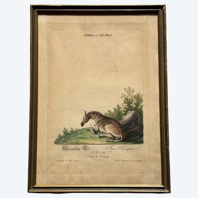 Incisione di Johann Elias RIDINGER < L> XVIII secolo 
