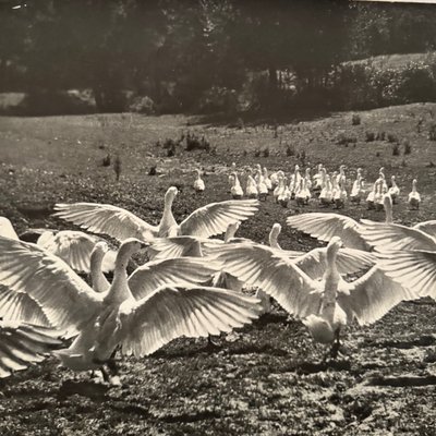 Photo argentique Bernard Darot XXe Photo Club Nantais Le Ballet des oies