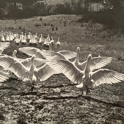 Photo argentique Bernard Darot XXe Photo Club Nantais Le Ballet des oies