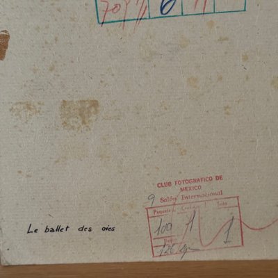 Photo argentique Bernard Darot XXe Photo Club Nantais Le Ballet des oies