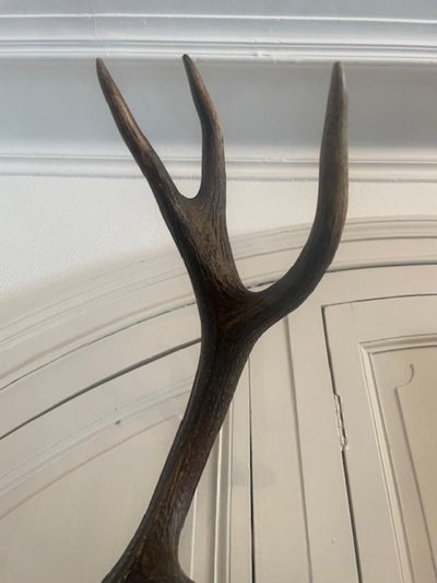 Large deer antler dated 1924