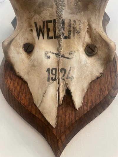 Large deer antler dated 1924