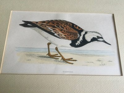 Gravure ornithologique anglaise XIXe 