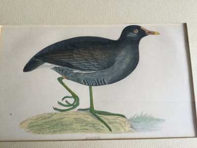 Gravure ornithologique anglaise XIXe 