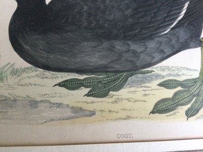 Gravure ornithologique anglaise XIXe 