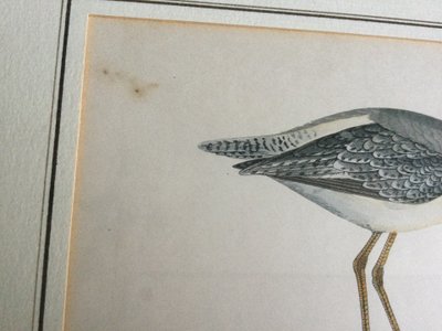 Planche ornithologique anglaise XIXe 
