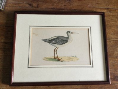 Planche ornithologique anglaise XIXe 