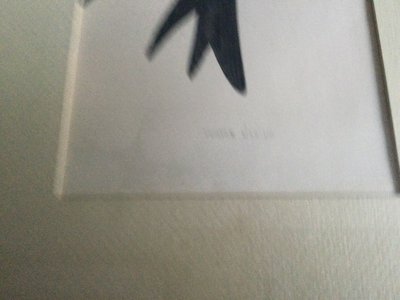 Planche ornithologique, anglaise XIXe 