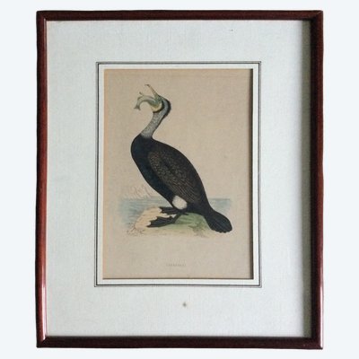 Stampa ornitologica, inglese, XIX secolo 