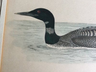 Planche ornithologique, anglaise XIXe 