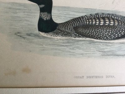 Planche ornithologique, anglaise XIXe 