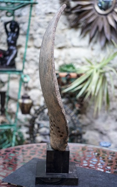 AKAN HEAD, terracotta on a pedestal, Kwahu people, Ghana