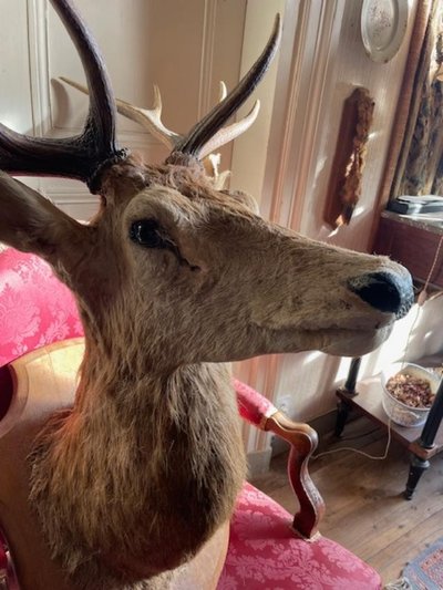 Important ten-point stag trophy