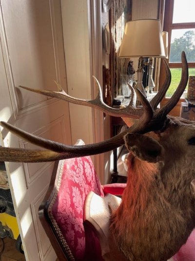 Important ten-point stag trophy