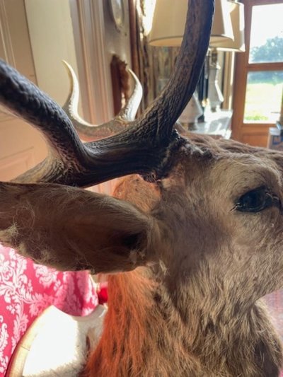 Important ten-point stag trophy
