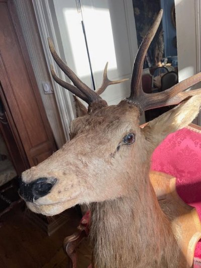 Important ten-point stag trophy