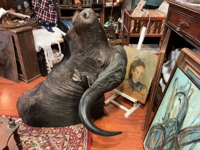 Tête de buffle caffer en cape