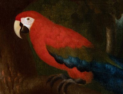 Scharlachroter Ara in einer brasilianischen Landschaft. Zugeschrieben an Albert Eckhout (1607–1612 – 1665).