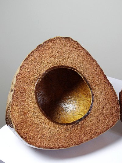 Curiosité boite vintage années 50-60 coco naturalisé seau à glaçons