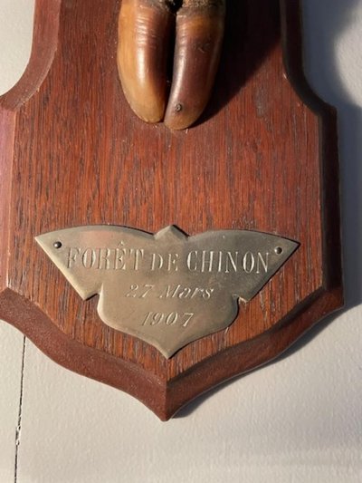 Pied d'honneur de sanglier , Forêt de chinon 1907