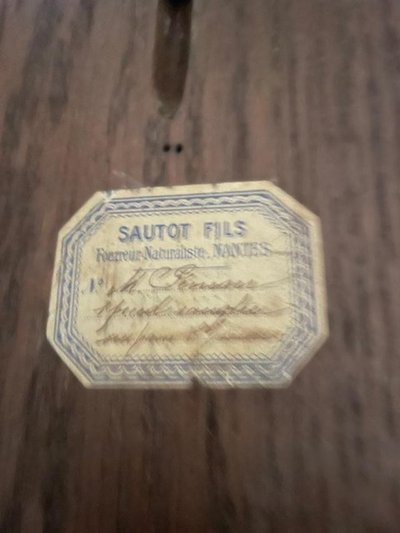 Pied d'honneur de sanglier , Forêt de chinon 1907