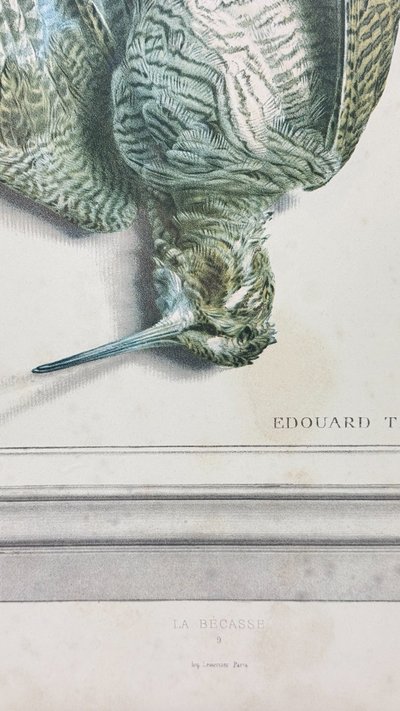 D'après Édouard Traviès – La Bécasse – Lithographie couleur XIXe
