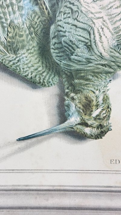D'après Édouard Traviès – La Bécasse – Lithographie couleur XIXe