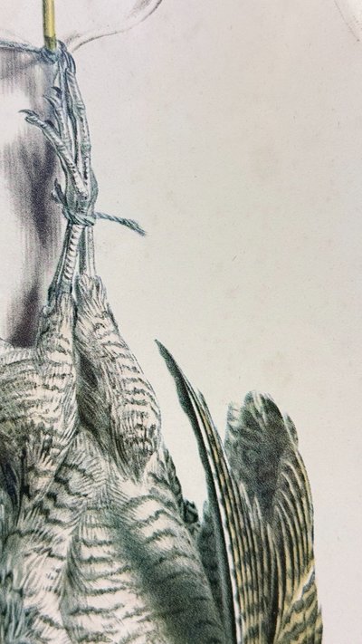 D'après Édouard Traviès – La Bécasse – Lithographie couleur XIXe