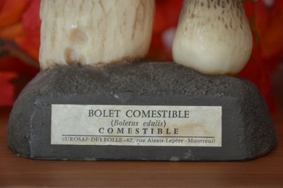 Champignon DEYROLLE Bolet comestible Circa 1960-1980