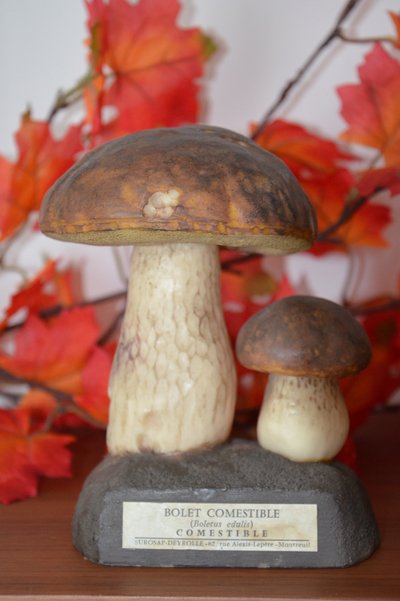 Champignon DEYROLLE Bolet comestible Circa 1960-1980