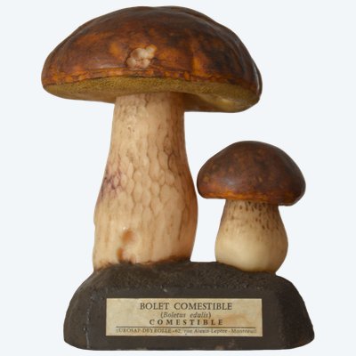 Champignon DEYROLLE Bolet comestible Circa 1960-1980