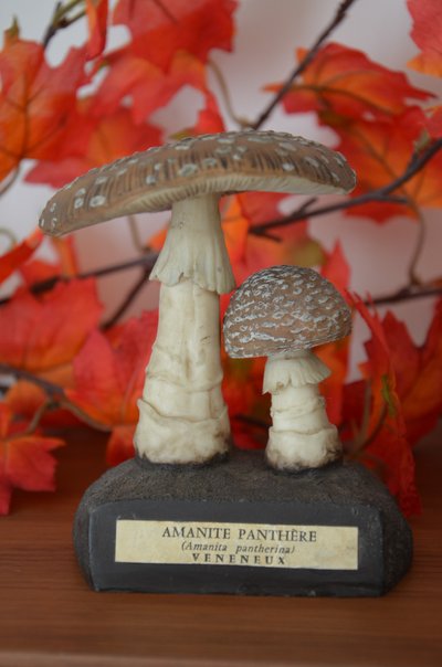 Champignon DEYROLLE Amanite Panthère Circa 1960-1980