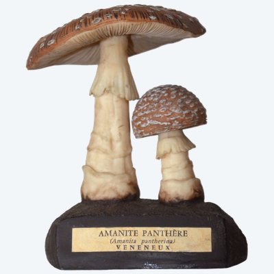 Champignon DEYROLLE Amanite Panthère Circa 1960-1980